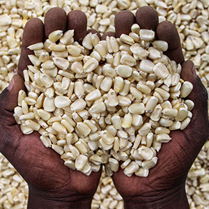 Seed Co certified hybrid seed held in farmers hands