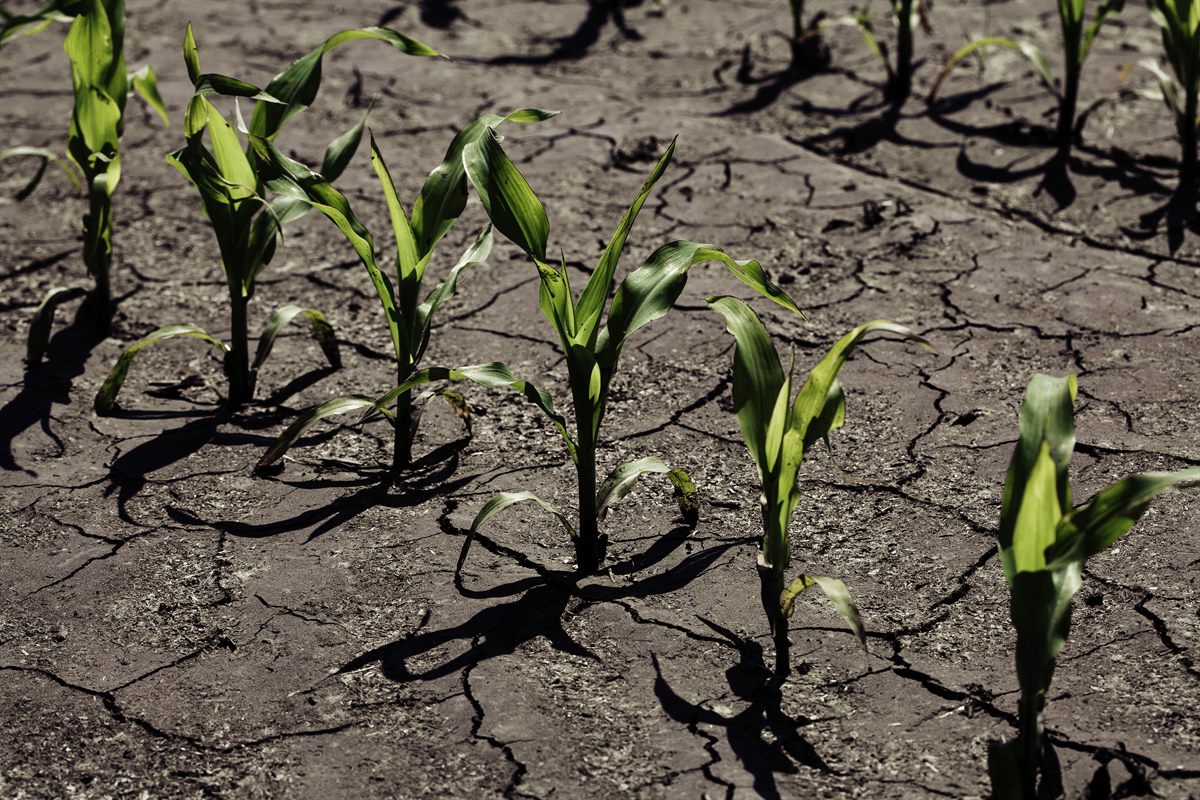 Young corn plants growing resiliently in dry, cracked soil