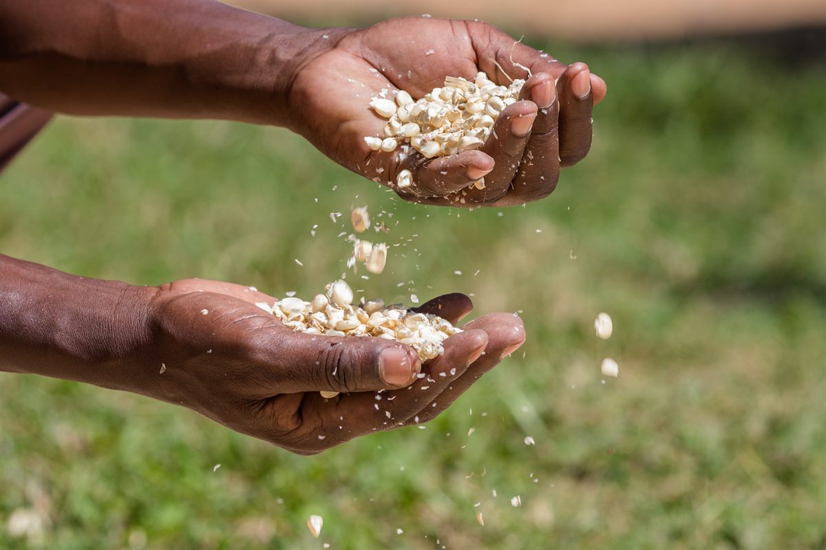 Hands holding and winnowing whole maize grains